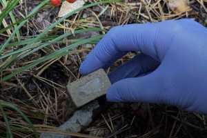 На Львівщині стартує пероральна вакцинація диких м&rsquo;ясоїдних тварин проти сказу