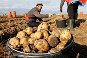 Нова бюджетна підтримка держави для аграріїв