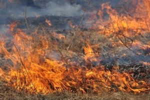 До уваги правопорушників: за спалювання сухого листя передбачено штраф понад 30 тисяч гривень