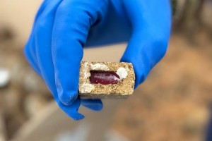 У Дрогобицькому районі розпочалася пероральна вакцинація диких м&rsquo;ясоїдних тварин проти сказу