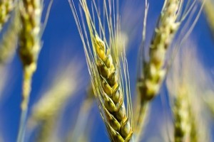Прогноз розвитку шкідників та хвороб сільськогосподарських культур у Дрогобицькому районі у 2023 році