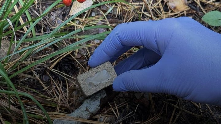 На Львівщині стартує пероральна вакцинація диких м&rsquo;ясоїдних тварин проти сказу