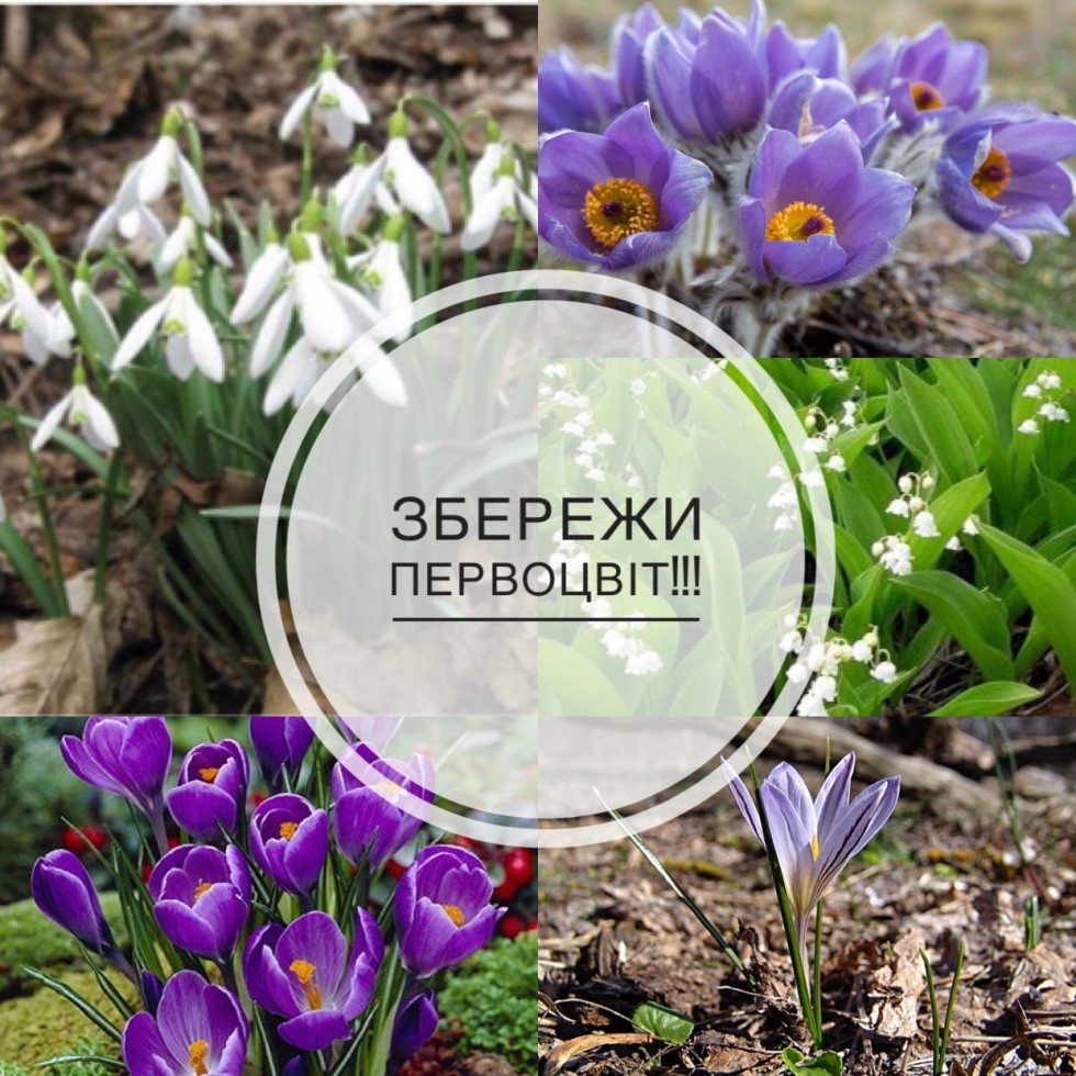 Жителям Львівщини нагадують про штрафи за зривання первоцвітів