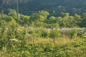 Україна та Польща спільно боротимуться з борщівником: Східницька громада входить в перелік територій проекту Україна та Польща спільно боротимуться з борщівником: Східницька громада входить в перелік територій проекту