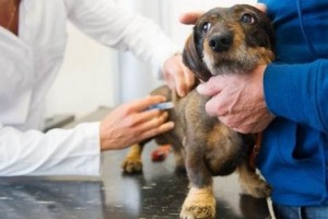 Увага! Дрогобицька районна державна лікарня ветеринарної медицини закликає вакцинувати домашніх тварин проти сказу
