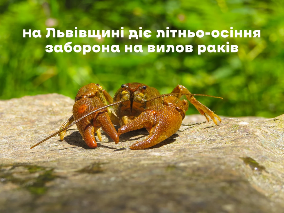 На Львівщині діє літньо-осіння заборона на вилов раків