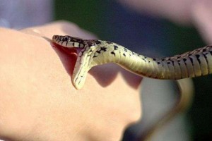 Як не стати жертвою отруйної змії?