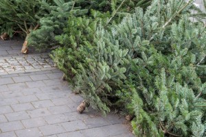 Яка відповідальність за нелегальний зруб ялинки в лісі