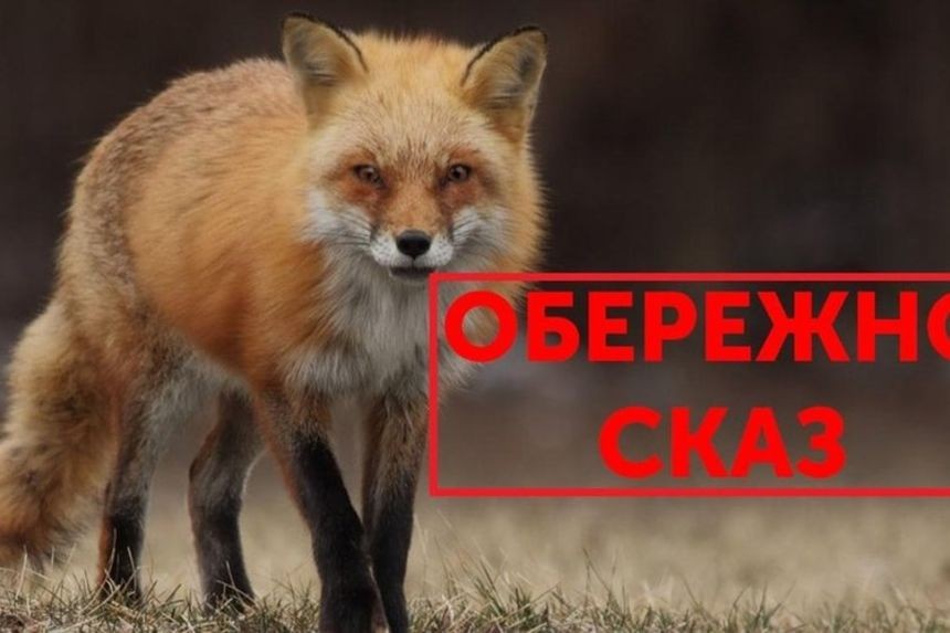 Ще у двох населених пунктах Дрогобицької громади запровадили карантин через сказ