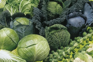 Для аграріїв Львівщини в овочевому сегменті у 2023 році в пріоритеті залишається капуста