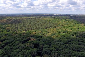 Реформація лісової галузі в Україні. Уряд схвалив Державну стратегію