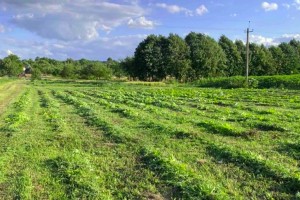 У Східницькій громаді шукають ефективні методи боротьби з борщівником: допомагає проєкт &laquo;ZeroHeracleum&raquo;