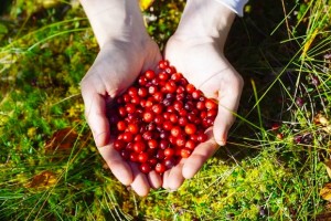 Чи потрібен дозвіл для збирання грибів і ягід у лісі