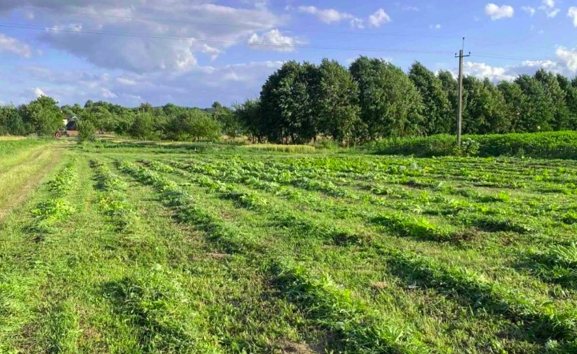 У Східницькій громаді шукають ефективні методи боротьби з борщівником: допомагає проєкт &laquo;ZeroHeracleum&raquo;