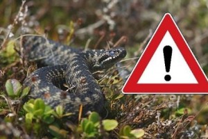 Змії: що варто знати і як уберегтися