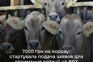 В Державному аграрному реєстрі стартує добір на спеціальну бюджетну дотацію на утримання поголів&rsquo;я корів