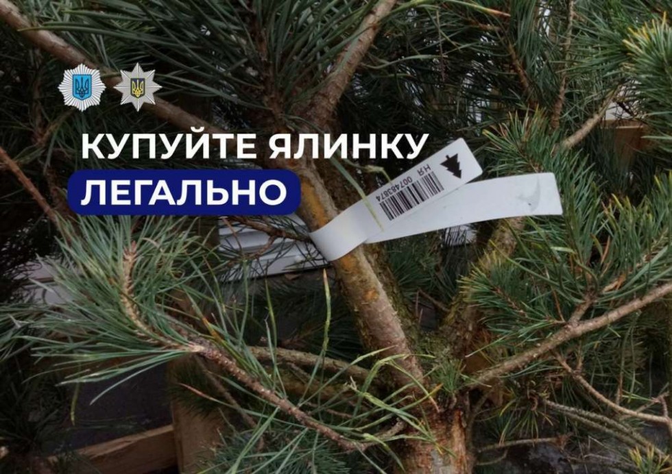 Як купити легальну ялинку і не нарватися на штраф?