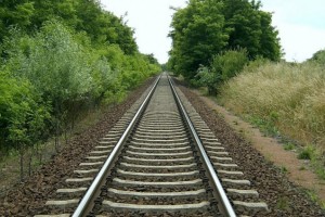 За самовільну вирубку захисних насаджень можна отримати штраф у 25 000 гривень
