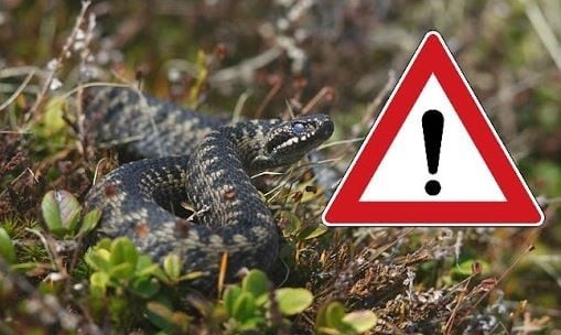 Змії: що варто знати і як уберегтися