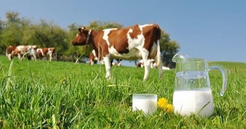 На держпідтримку розвитку тваринництва та переробки сільськогосппродукції цього року передбачили більше мільярда гривень