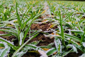 На Львівщині прогнозують збільшення площі озимих культур