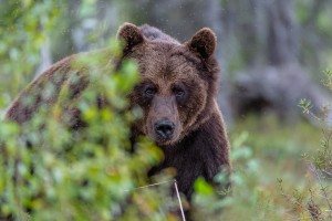 Увага!!! На Дрогобиччині помітили ведмедя бурого!