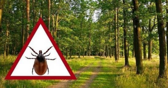 Мешканців Львівщини закликають бути обережними: навесні в лісах і парках активізуються кліщі
