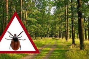 Мешканців Львівщини закликають бути обережними: навесні в лісах і парках активізуються кліщі